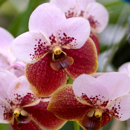 Vanda sanderiana Hybride `Two Tone Colour´  XL Pflanze Orchidee Orchideen 