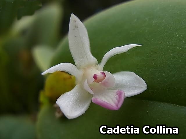 Orchid Species Cadetia collina seedling 