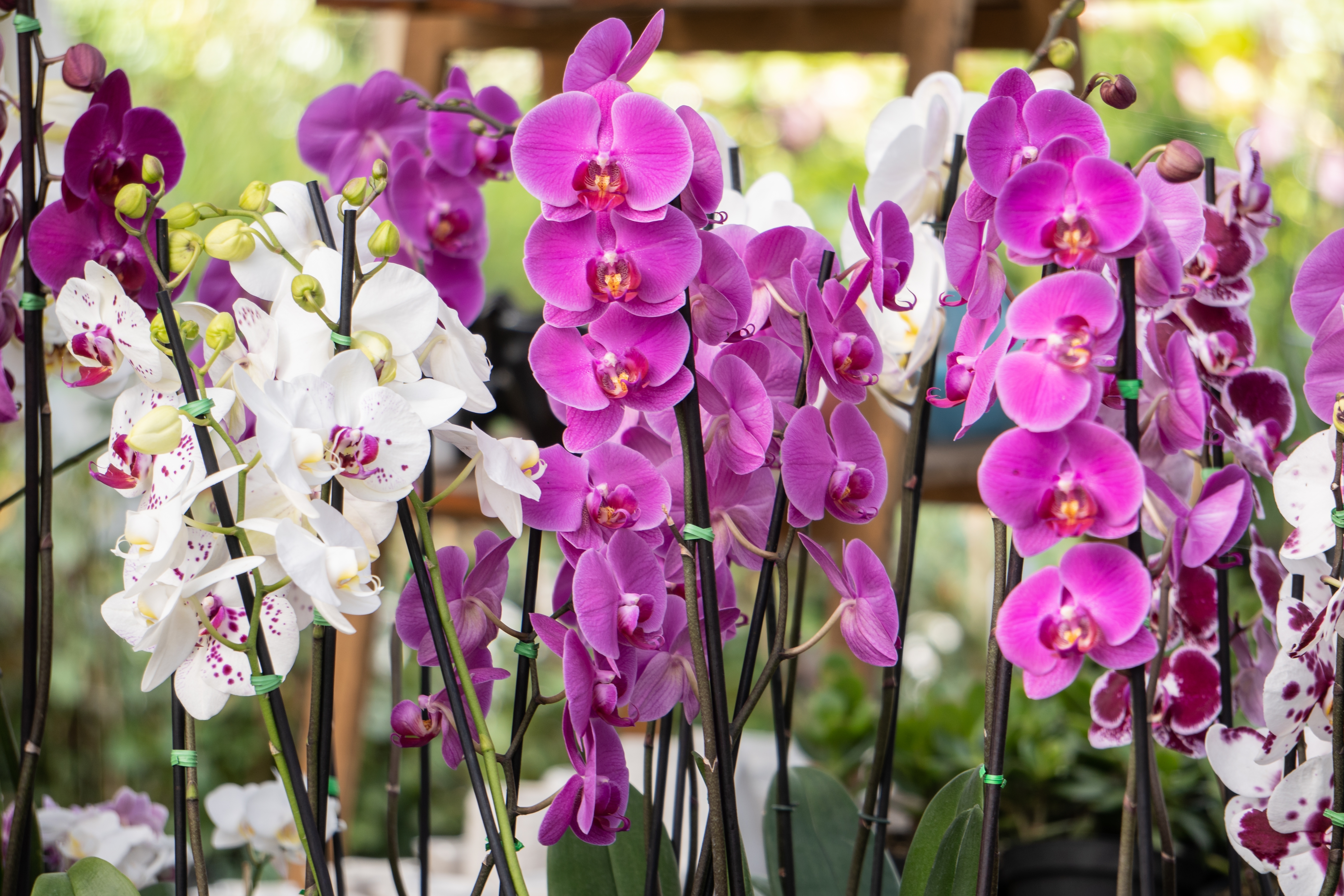 Cattleya are one of the most popular orchids to grow among beginners