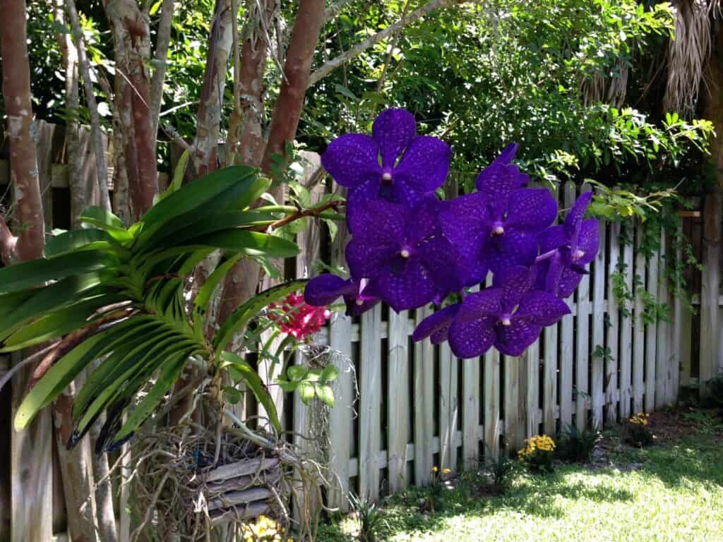 Vanda orchid hanging in an outdoor garden