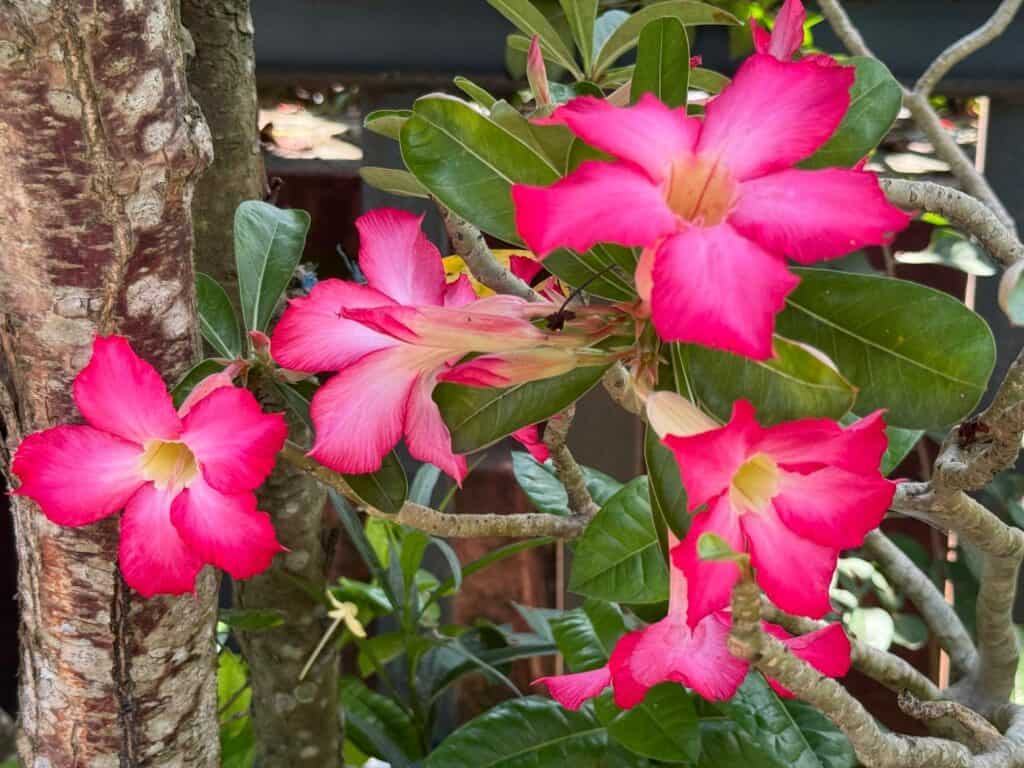 Adenium orchids grow in an outdoor garden