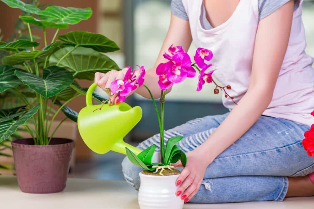 Person watering a potted orchid with a green can, other plants in the background