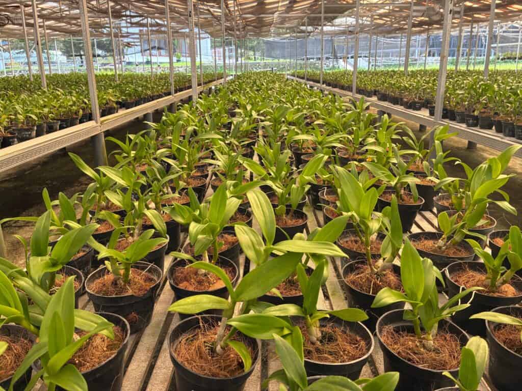 Halfway through orchid tissue culture, plantlets are removed from their flasks and transferred to community trays filled with a sterile potting mix