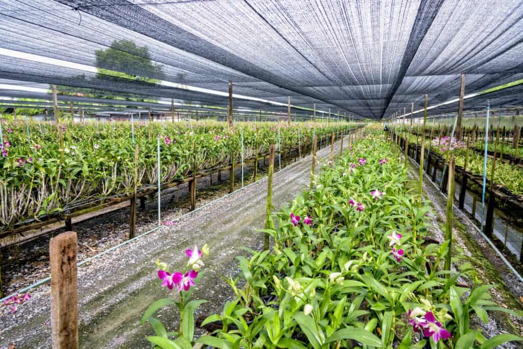 Dendrobium orchid plants for wholesale at a Thai orchid farm