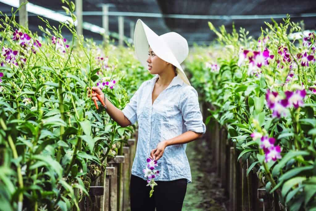 A Thai supplier inspecting blooming orchid plants before wholesale export