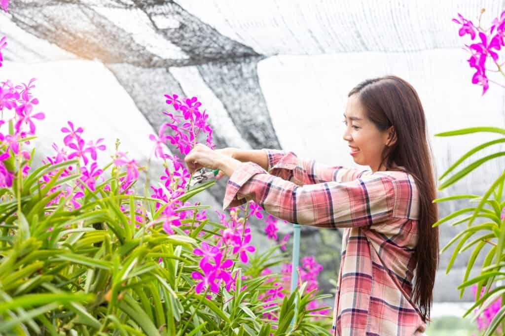ncidium orchid expert at a farm in Thailand assisting an international wholesale buyer