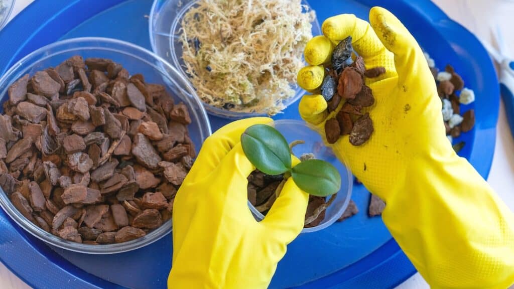 Repotting orchid into the correct potting mix for healthy root development