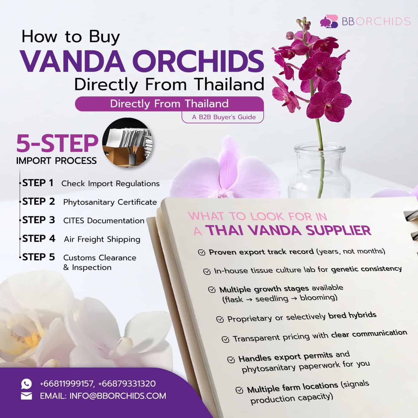 Process and key criteria on how to buy Vanda orchids directly from Thailand