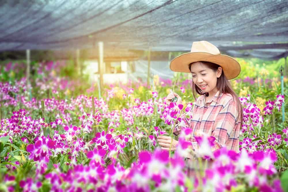 Staff inspecting and selecting Cattleya orchids for wholesale buyers at a Thailand farm