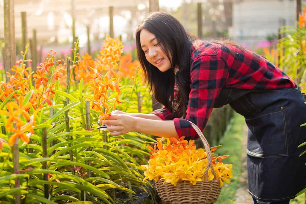 An orchid farmer from Thailand posing with her orchid plantsĀ