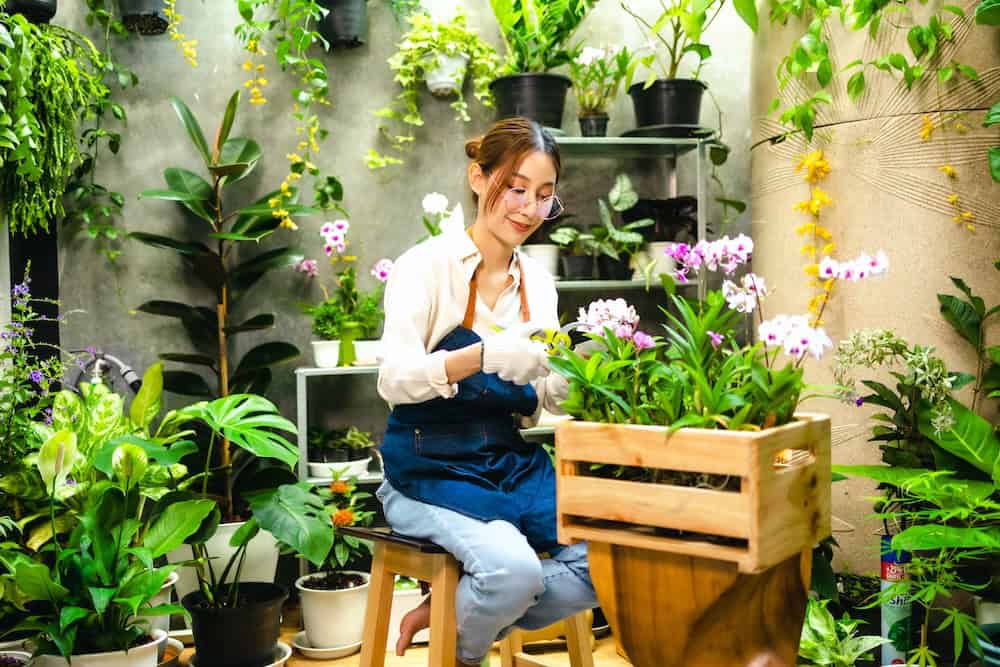 Farm owner inspecting Dendrobium orchids during export preparation in Thailand