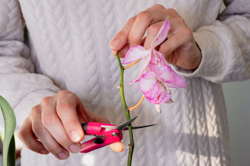 Pruning a damaged orchid stem at the base to redirect energy toward reblooming