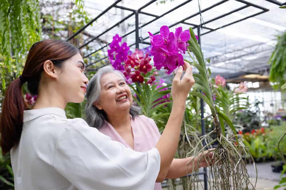 Buyers visiting a leading Vanda orchid farm in Thailand that offers export services