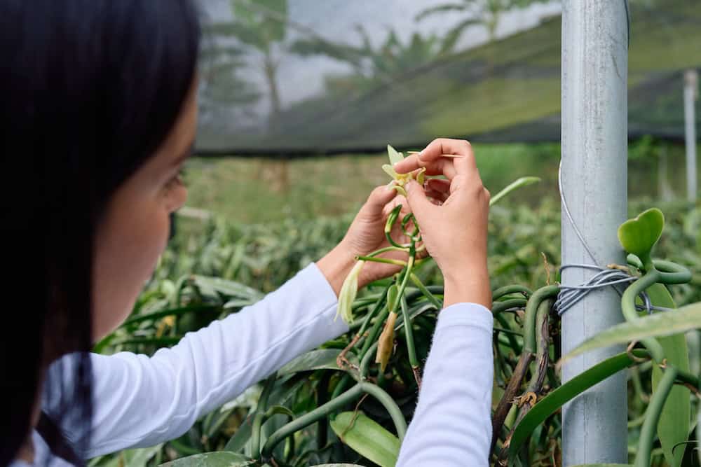 A woman pollinates orchids at a farm