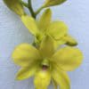 Den. Arredang Yellow seedling Thai orchids for wholesale