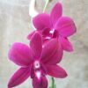 Den. Charak Red seedling orchids from Thailand