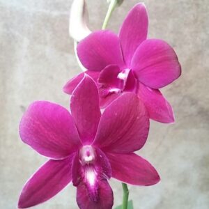 Den. Charak Red seedling orchids from Thailand