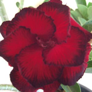 ADE. Adenium #5969