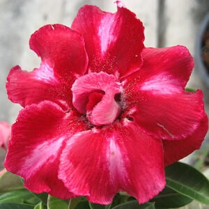 ADE. Adenium #6541