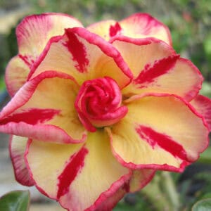 ADE. Adenium #7013