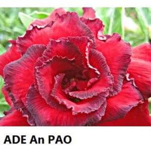 ADE. An Pao