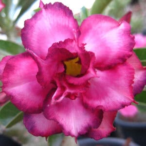 ADE. Muang Thapjareon