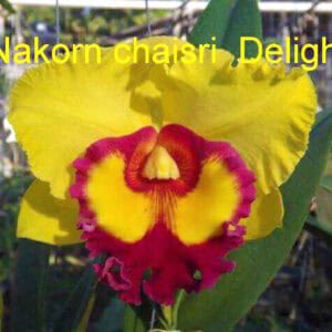 C. BLC Nakorn Chaisri Delight Yellow (Blooming)