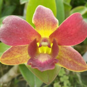 Den. Brown #5 (Blooming)