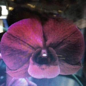 Den. #2122 Udomsri Thailand (Seedling)