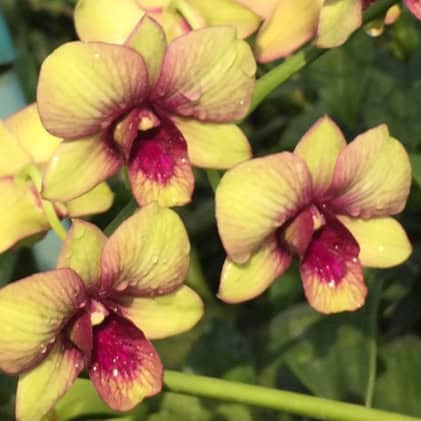 Den. #949 (Seedling)