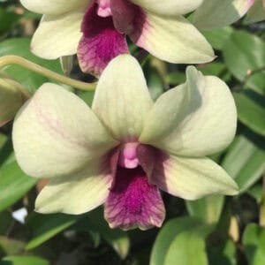 Den. BTM Parrot Lip (Seedling)