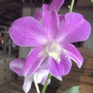 Den. Big Jumbo Caesar Stripe (Seedling)