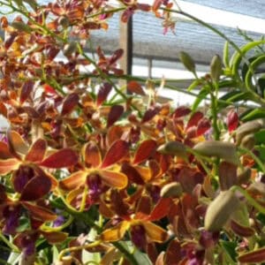 Den. Brown #244 (Seedling)