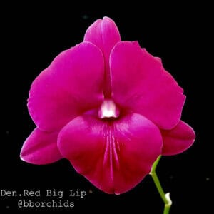 Den. Red Big Lips (Seedling)