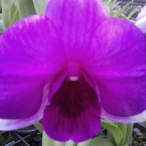 Den. Round Tubtim Red (Seedling)