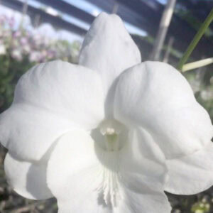 Den. BTM #715 White Big Lip (Seedling)