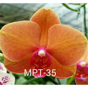 Phal. MPT #35 (Blooming)