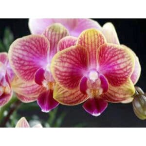 Phal. LL #208 (Blooming)