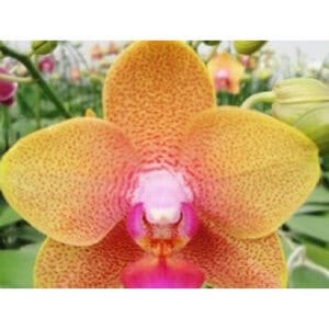 Phal. Phalaenopsis #006 (Seedling)