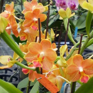 Phal. Phalaenopsis #045 (Seedling)