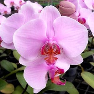 Explore Our Collection Of Phalaenopsis Orchids From Thailand