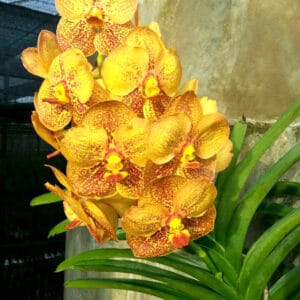 Explore Our High-Quality Thai Vanda Orchids