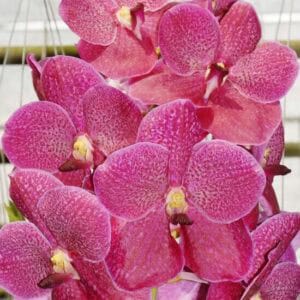 V. #033 Dr Anek 32 Kasem Delight (Seedling)