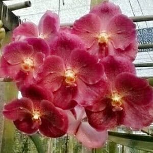 V. Dr.Anek RVB #10 (Seedling)