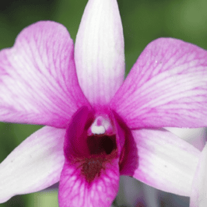 Den. Heang Beauty (Blooming)