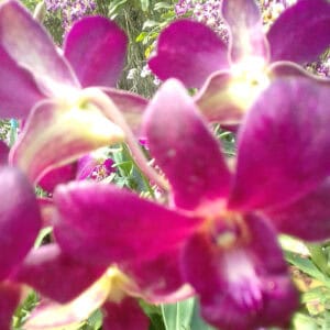 Den. Sampran Reddish Brown (Blooming)