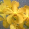 Yellow Mokara Full Moon Orchids