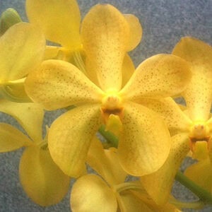 Yellow Mokara Full Moon Orchids