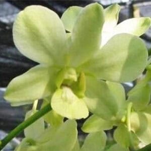 Den. Green Apple 2 (Seedling)