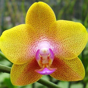 Phal. Phalaenopsis #001 (Seedling)
